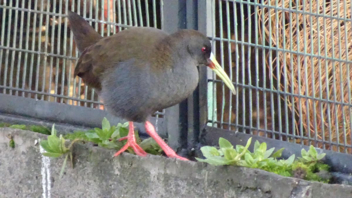 Plumbeous Rail - ML620450092