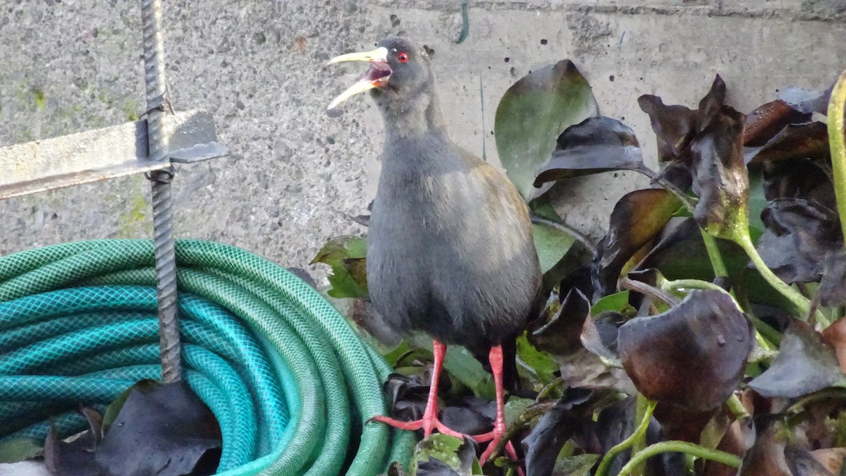 Plumbeous Rail - ML620450094