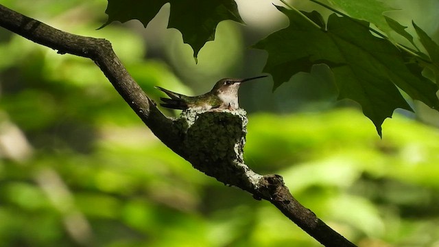 Ruby-throated Hummingbird - ML620450103