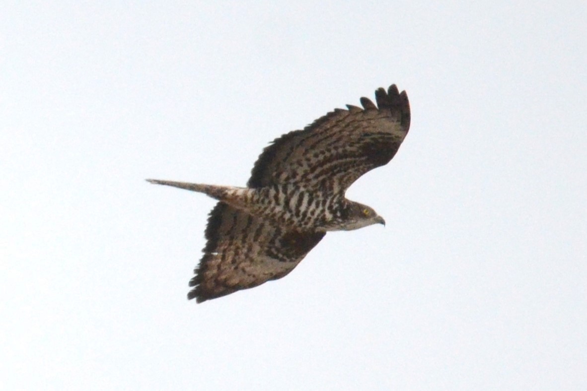 European Honey-buzzard - ML620450108