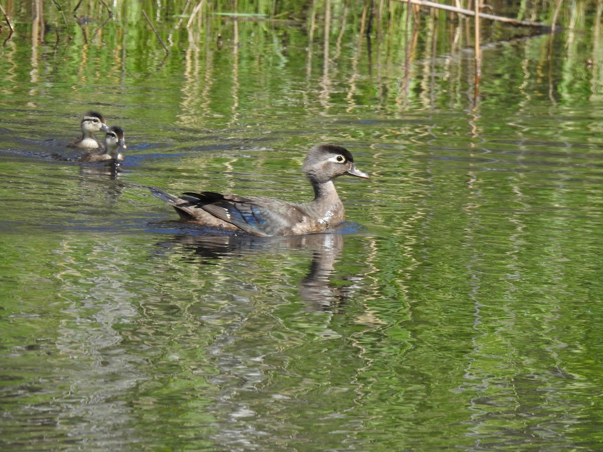 Wood Duck - ML620450111