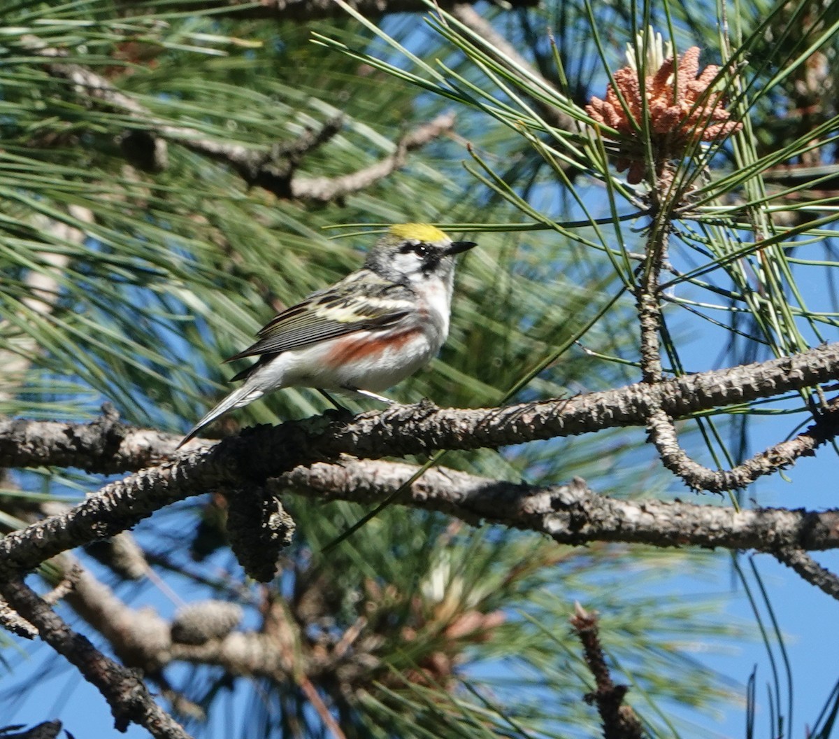 Chestnut-sided Warbler - ML620450112