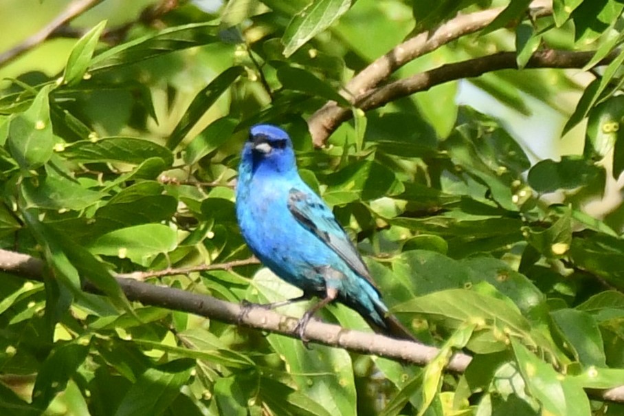 Indigo Bunting - ML620450117