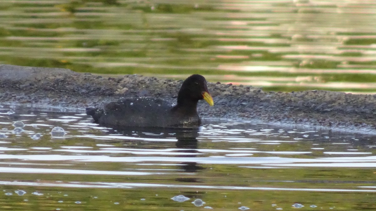 Foulque à front rouge - ML620450120