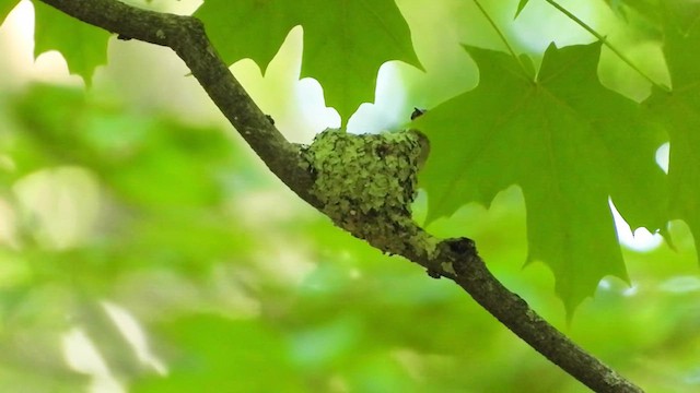 Ruby-throated Hummingbird - ML620450124