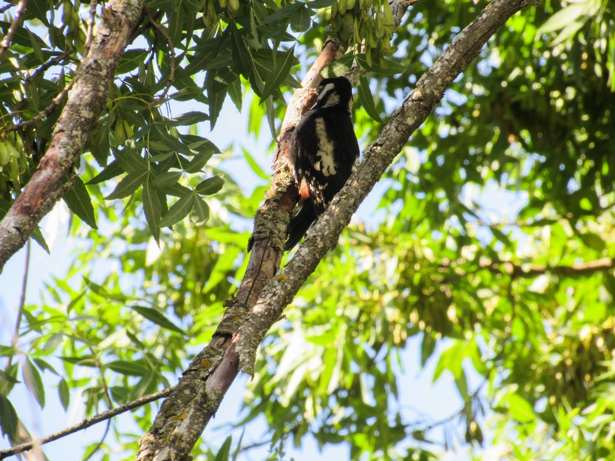 Great Spotted Woodpecker - ML620450125