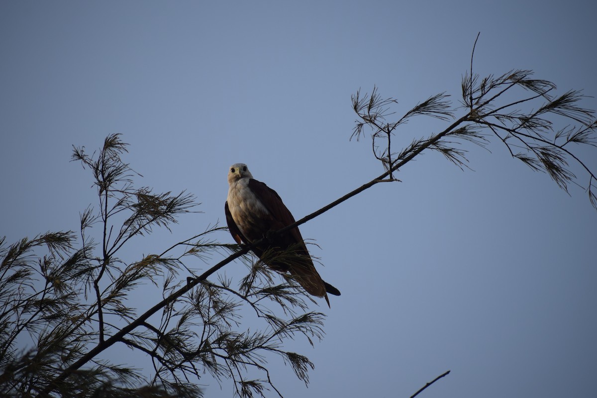 Brahminy Kite - ML620450126