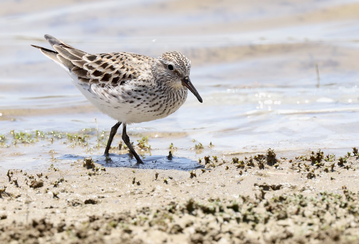 White-rumped Sandpiper - ML620450128