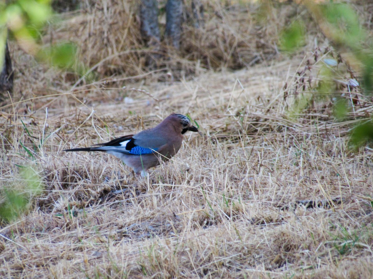 Eurasian Jay - ML620450137