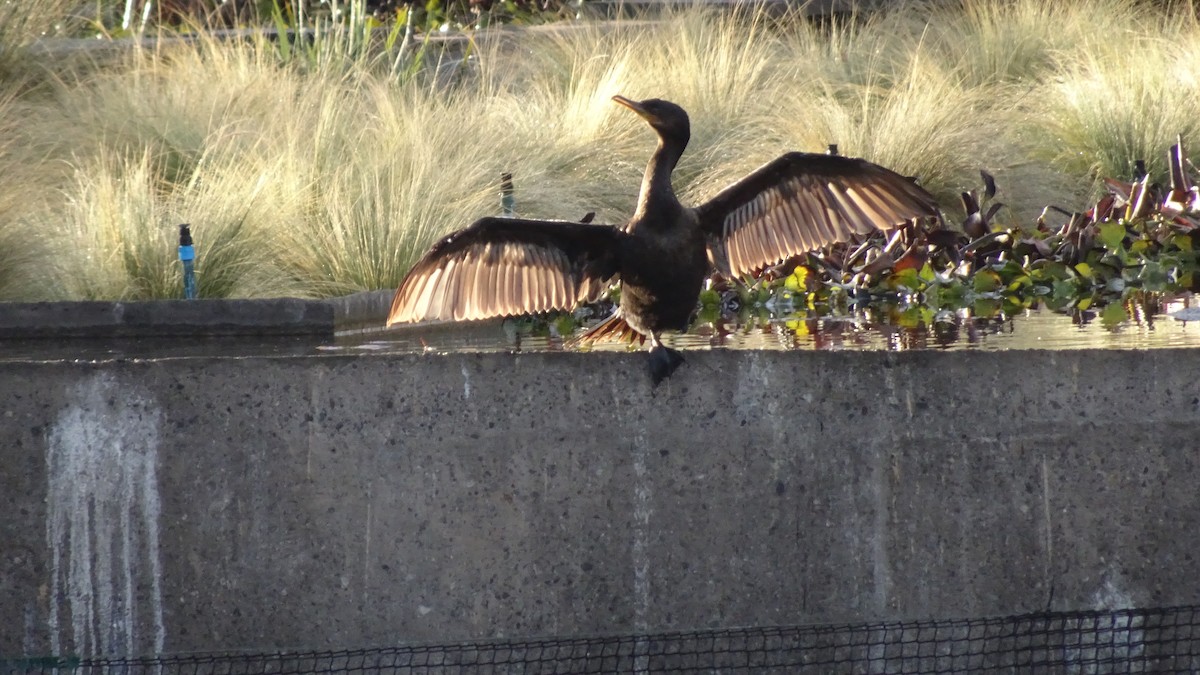 Neotropic Cormorant - ML620450142