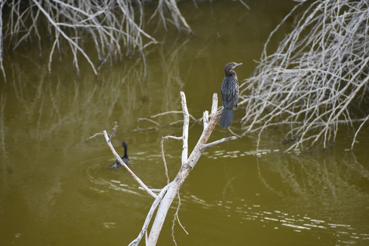 Little Cormorant - ML620450143