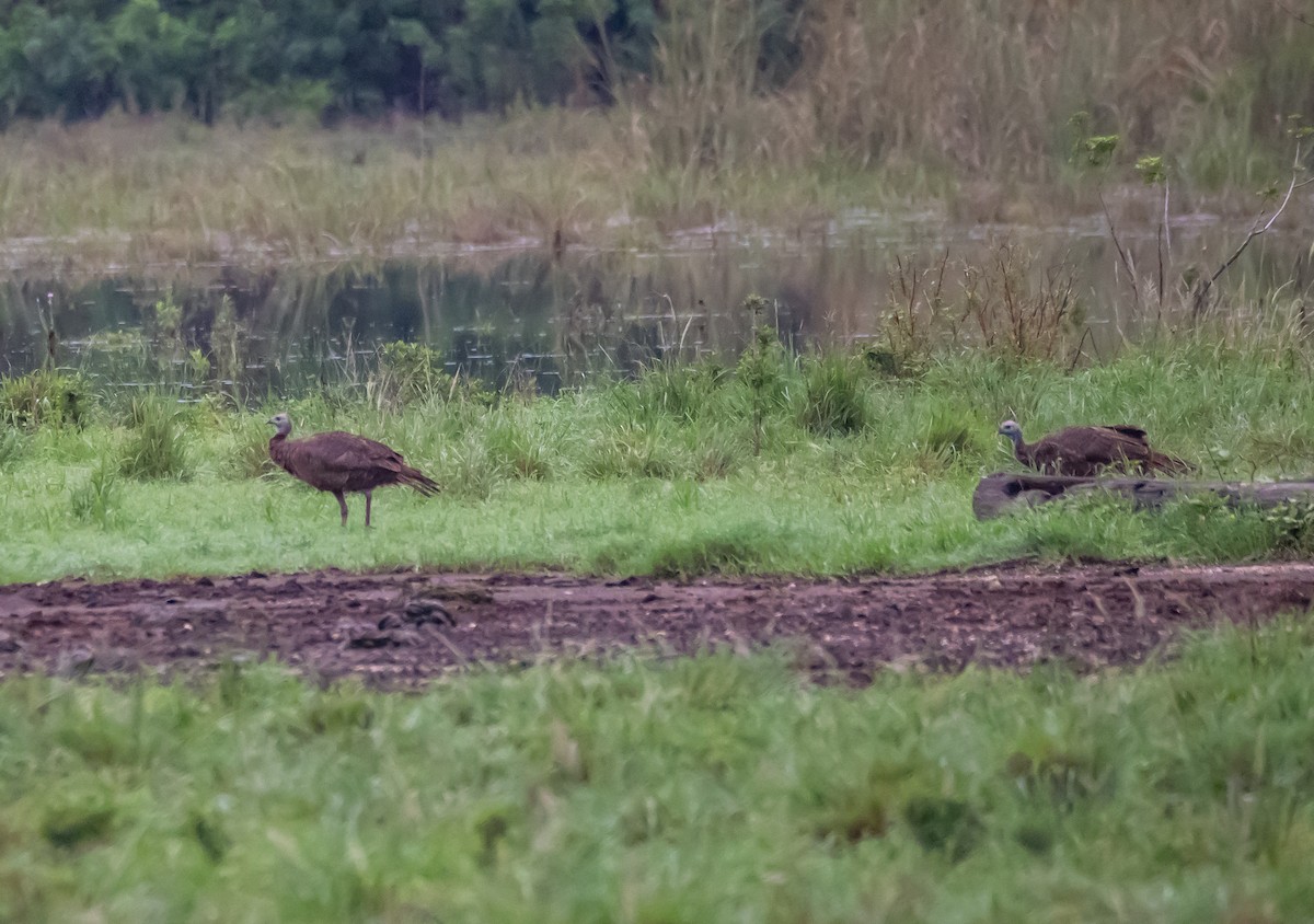 Wild Turkey - Michele Louden