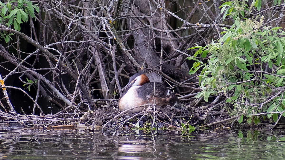 Great Crested Grebe - ML620450146