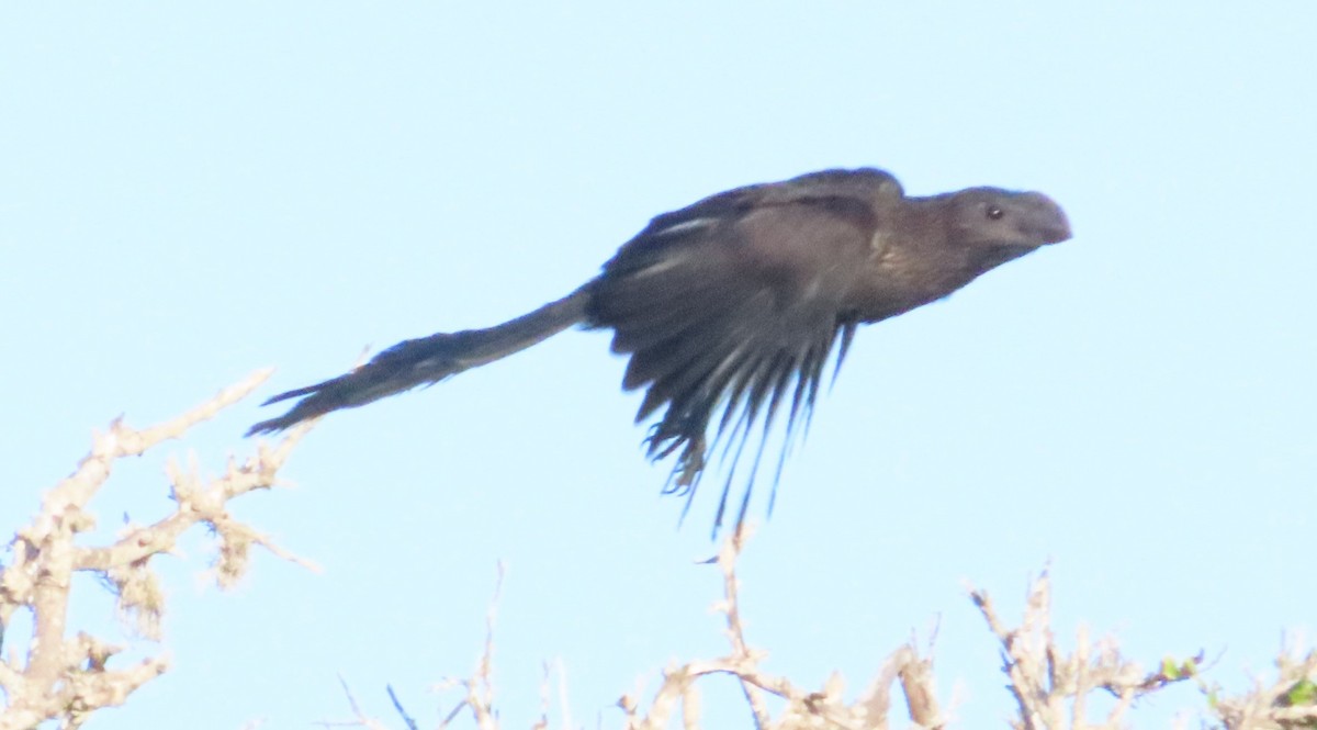 Smooth-billed Ani - ML620450160