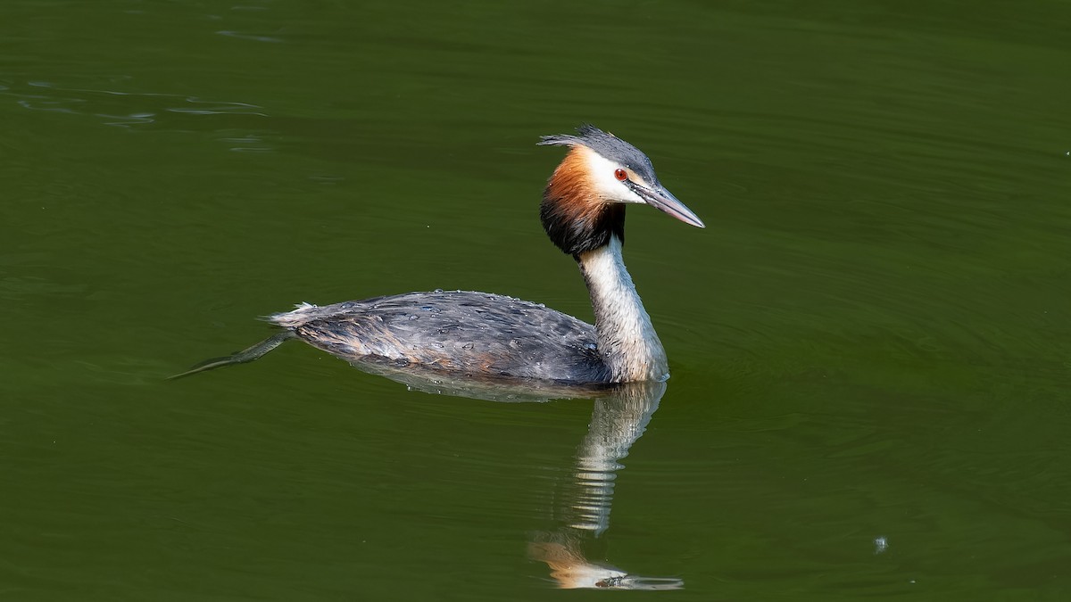 Great Crested Grebe - ML620450165