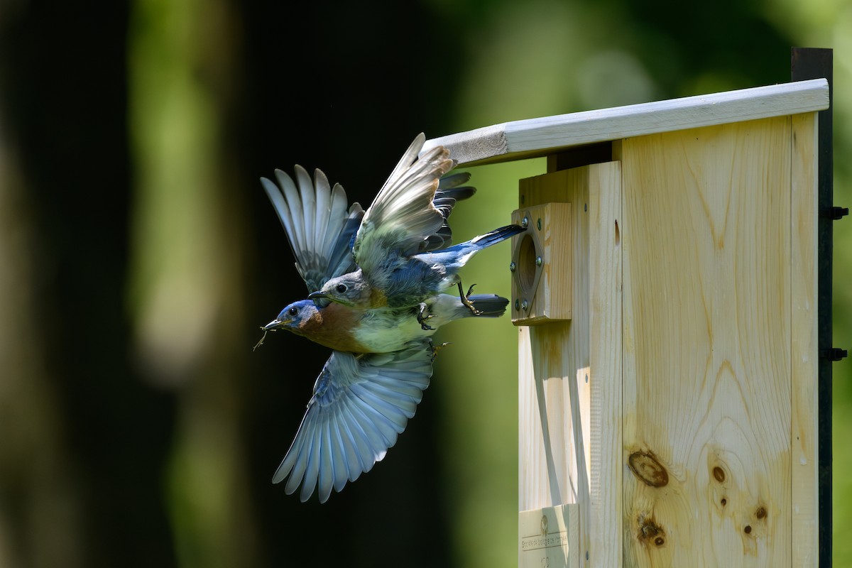 Eastern Bluebird - ML620450167