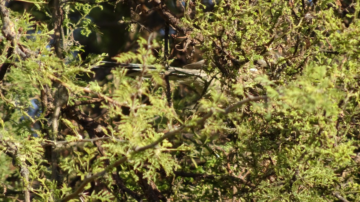 Plain-mantled Tit-Spinetail - Marco Antonio Guerrero R.