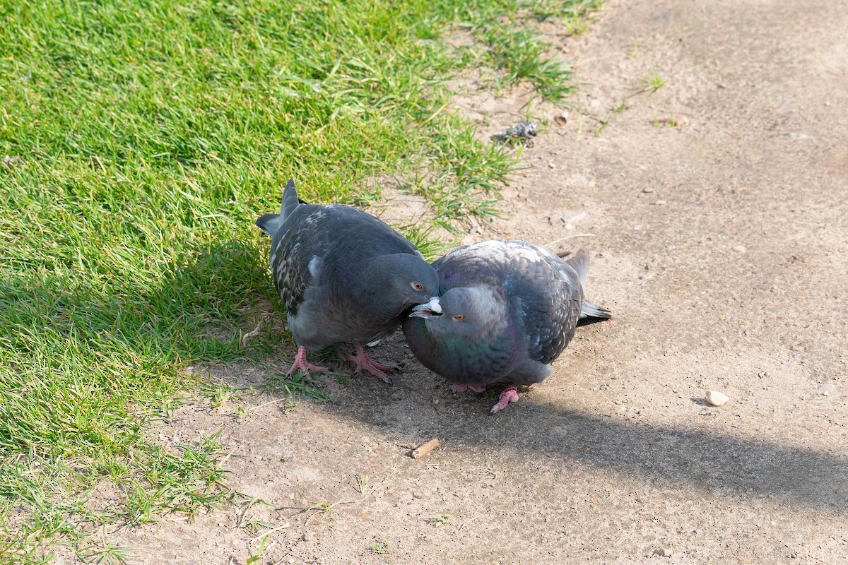 Rock Pigeon (Feral Pigeon) - ML620450174