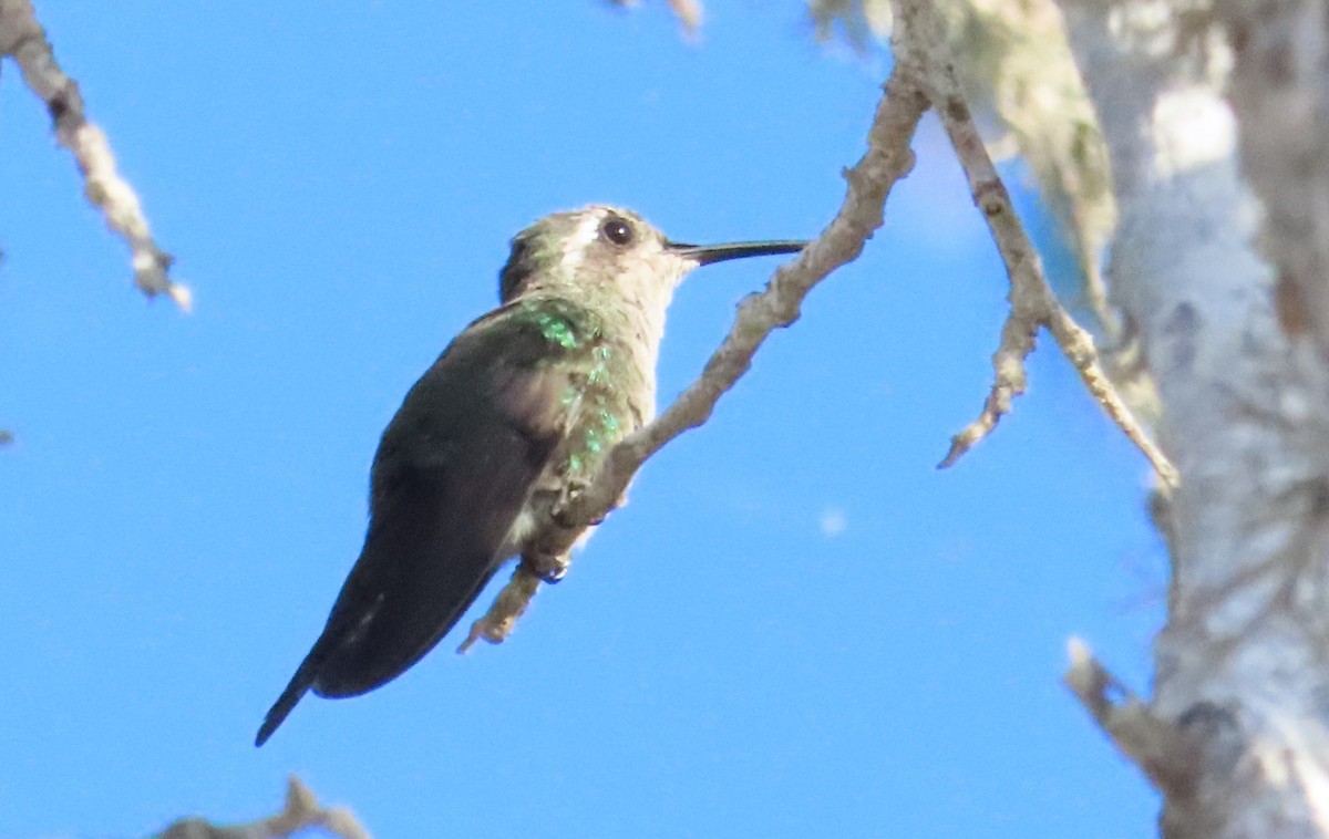 Cuban Emerald - ML620450175