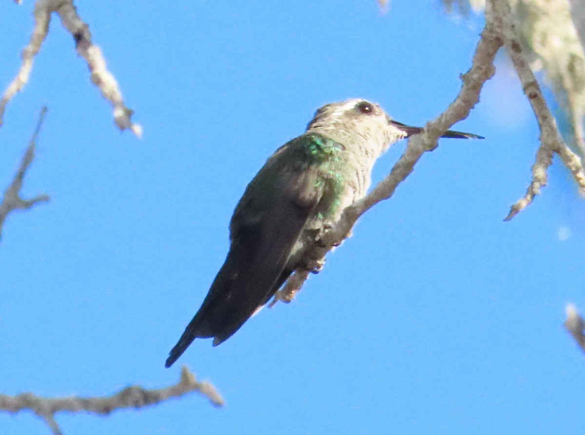 Cuban Emerald - ML620450176