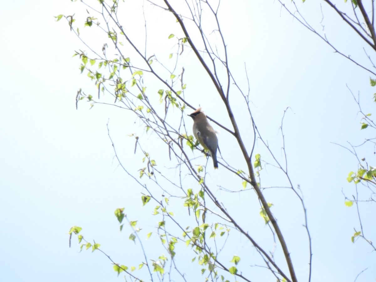 Cedar Waxwing - ML620450183