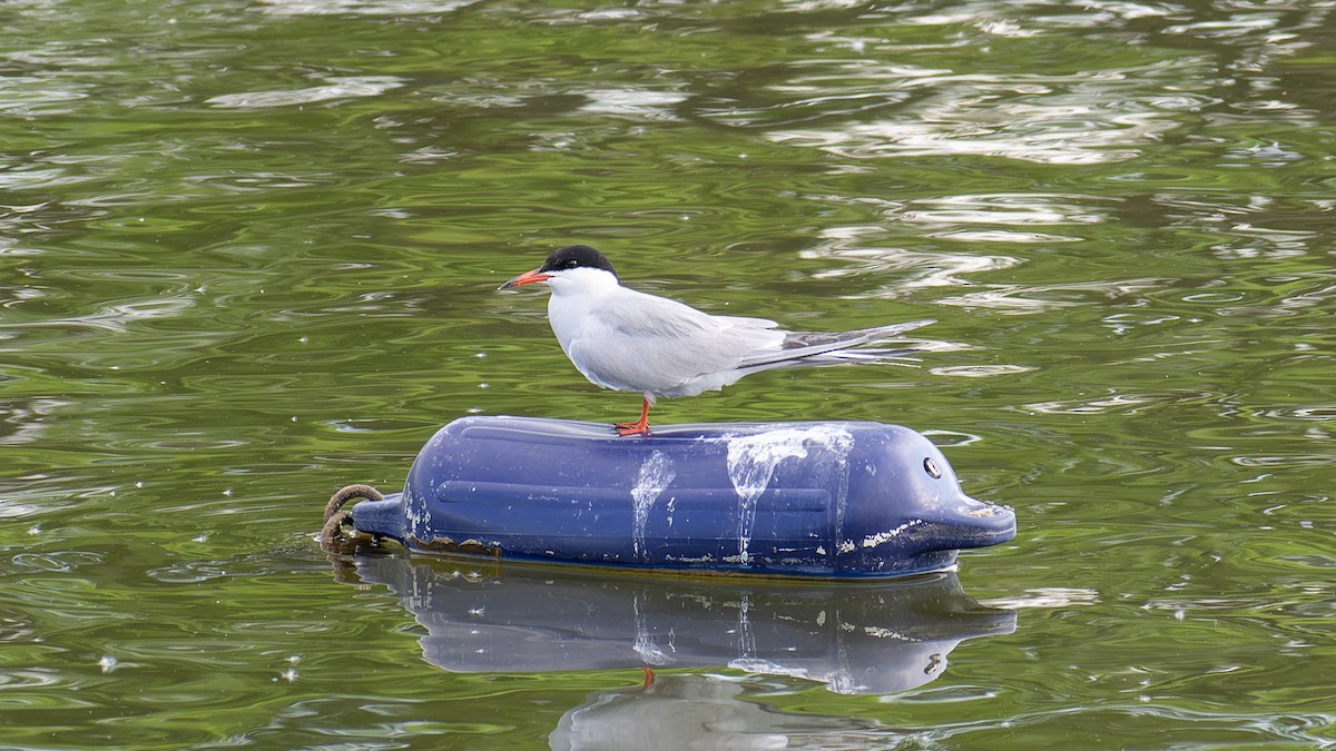 Common Tern - ML620450185