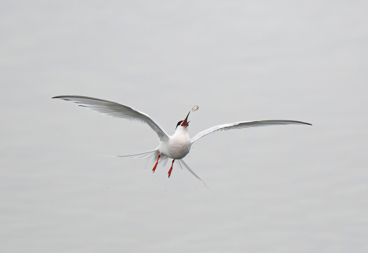 Roseate Tern - ML620450188