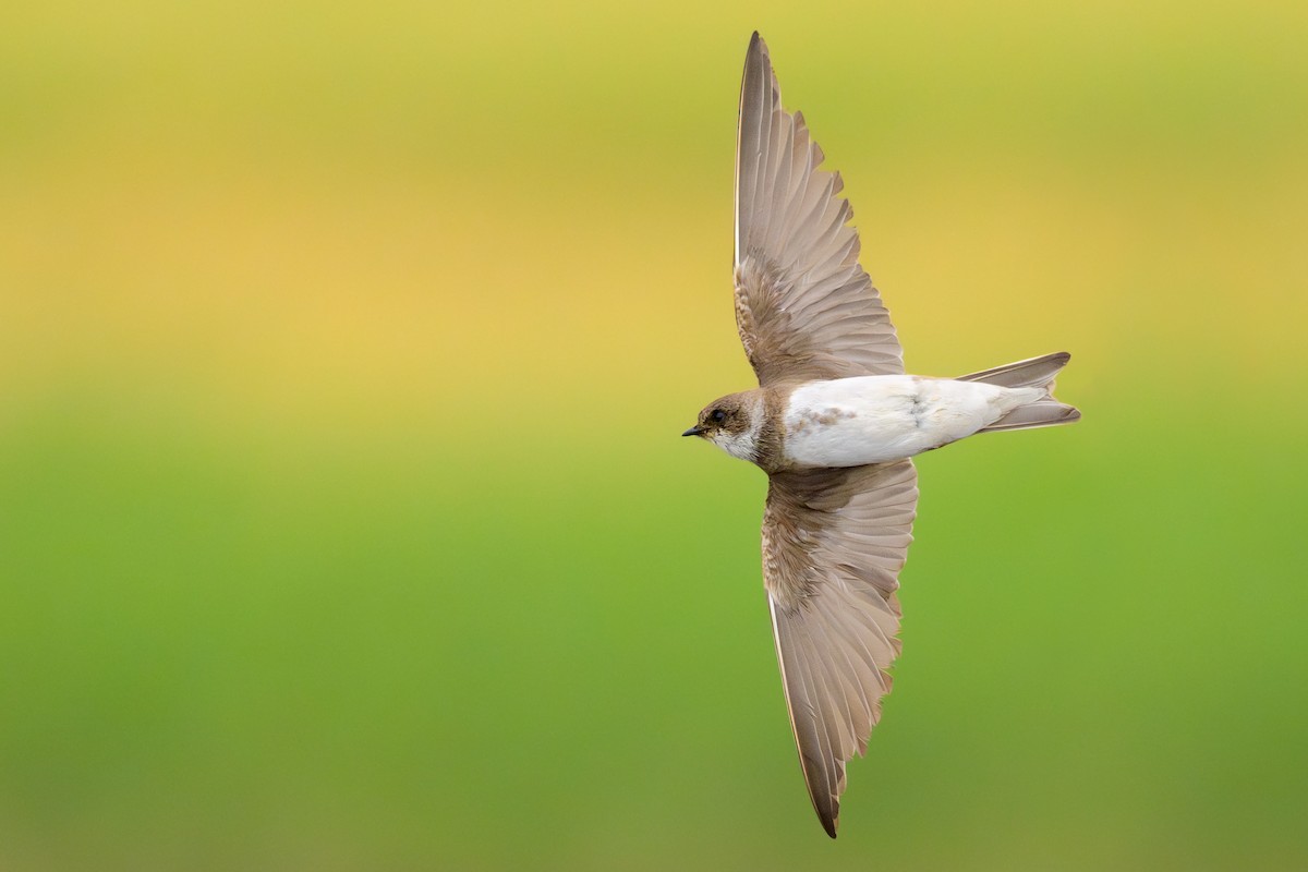 Bank Swallow - ML620450193