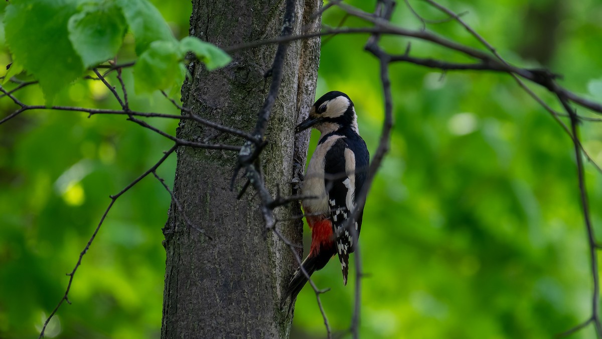 Great Spotted Woodpecker - ML620450196