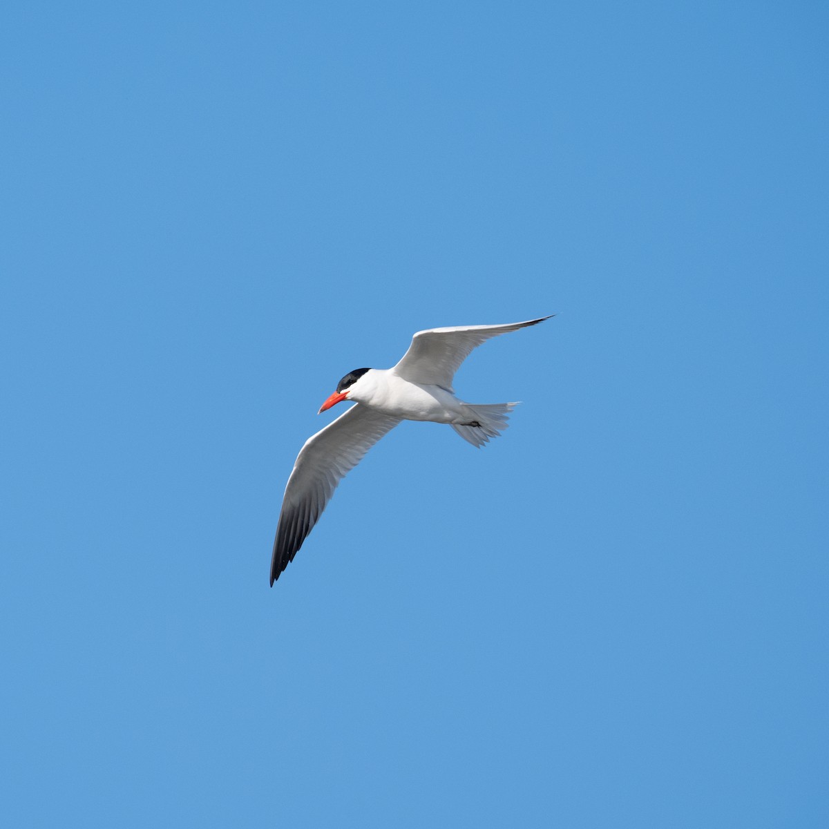 Caspian Tern - ML620450199