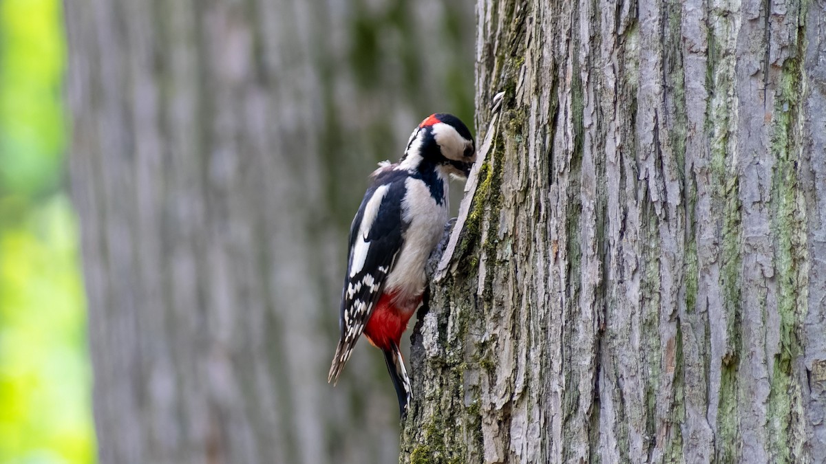 Great Spotted Woodpecker - ML620450201