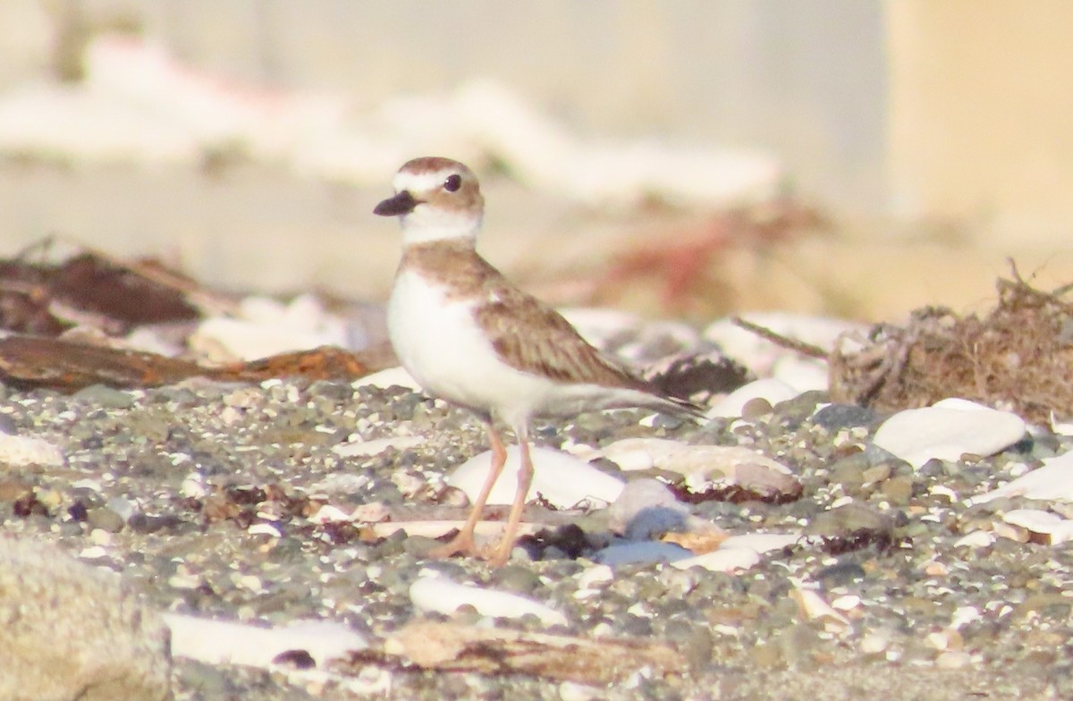 Wilson's Plover - ML620450209