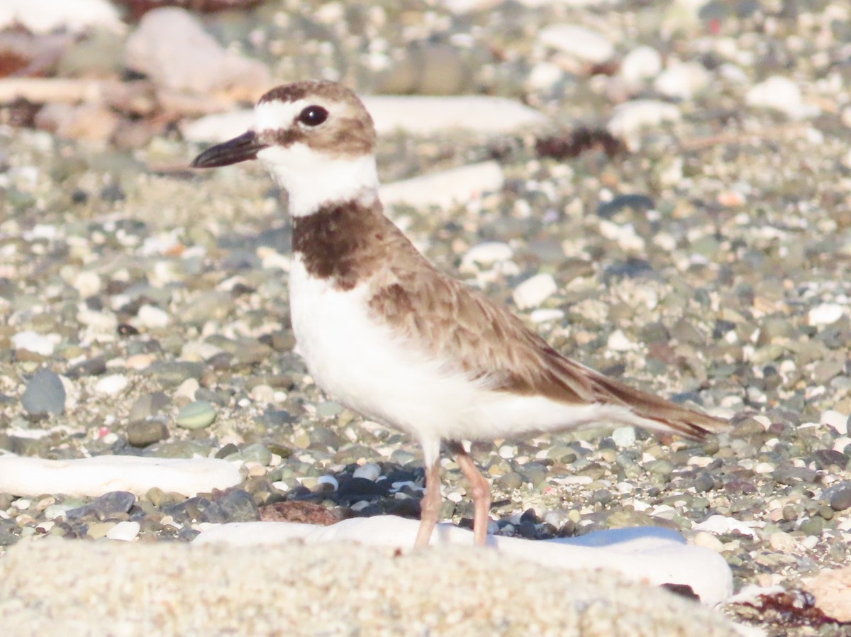 Wilson's Plover - ML620450213