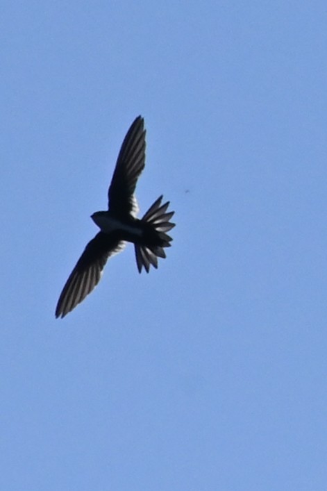 White-throated Swift - Rich Howard