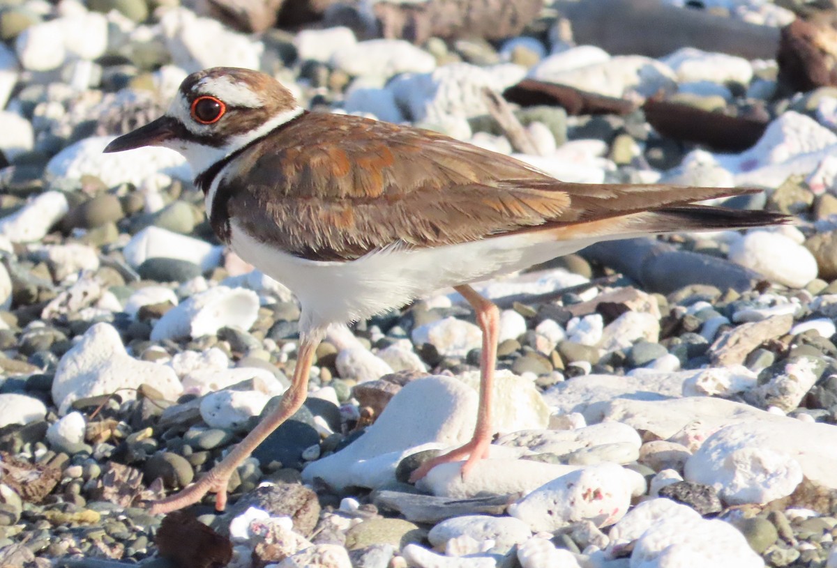 Killdeer - ML620450230