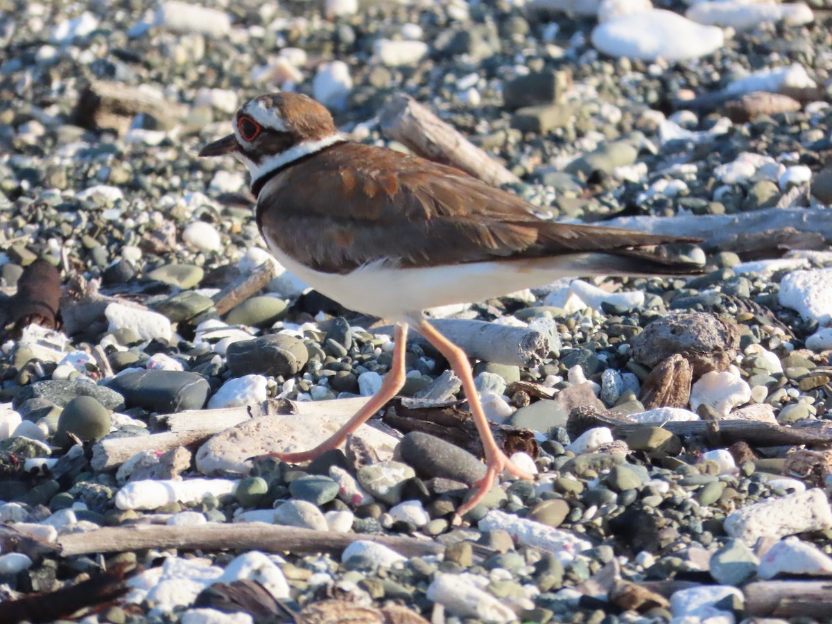 Killdeer - ML620450231