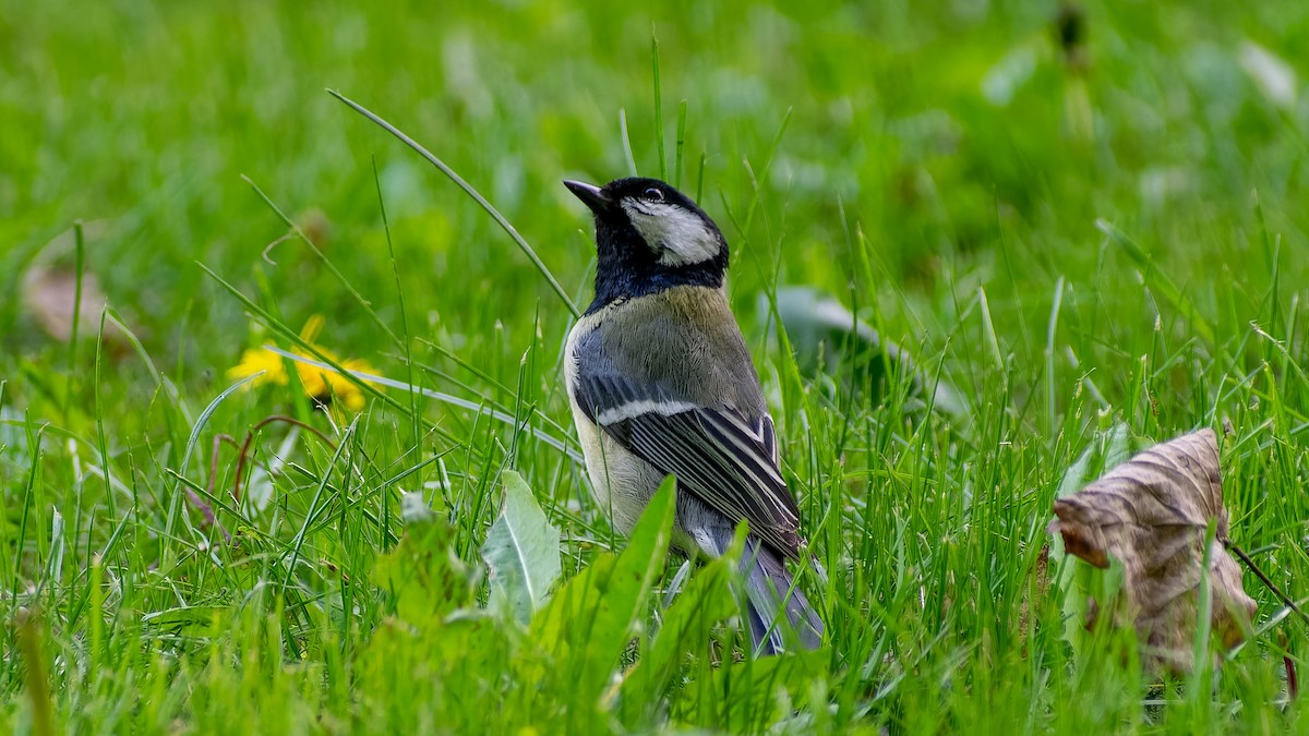 Great Tit - ML620450236