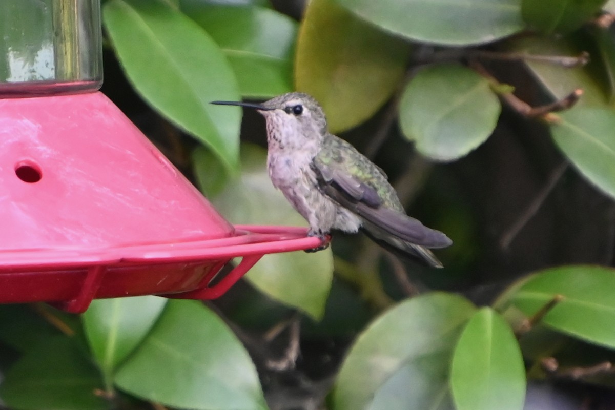 Anna's Hummingbird - ML620450239