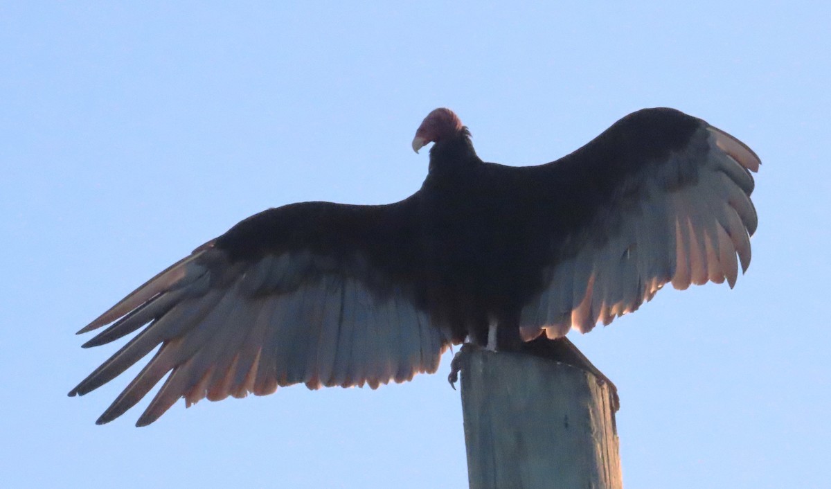 Turkey Vulture - ML620450243