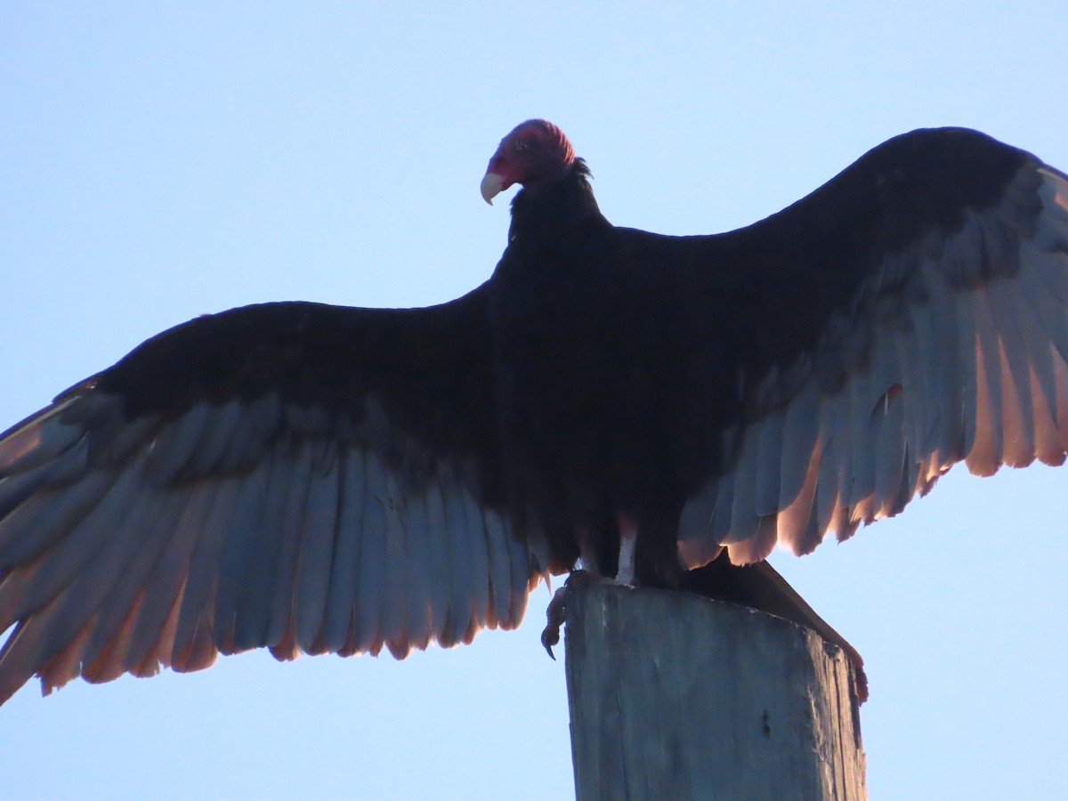 Turkey Vulture - ML620450245