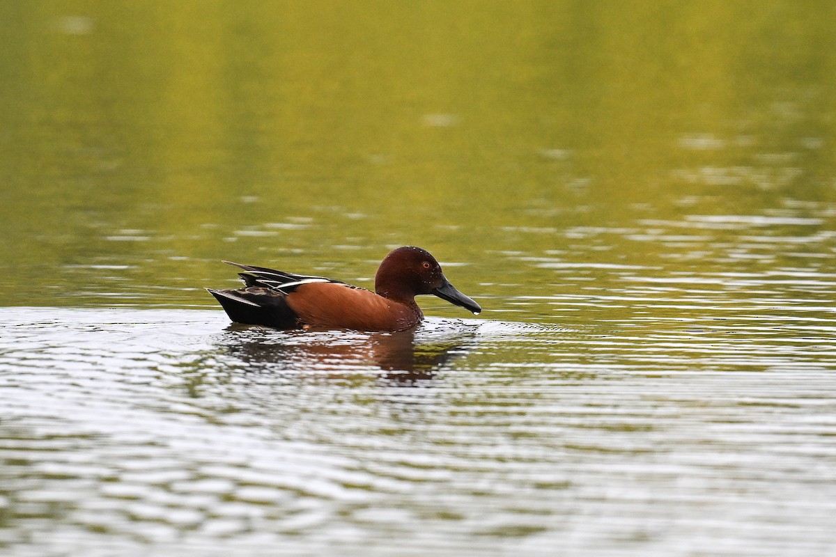 Cinnamon Teal - ML620450249