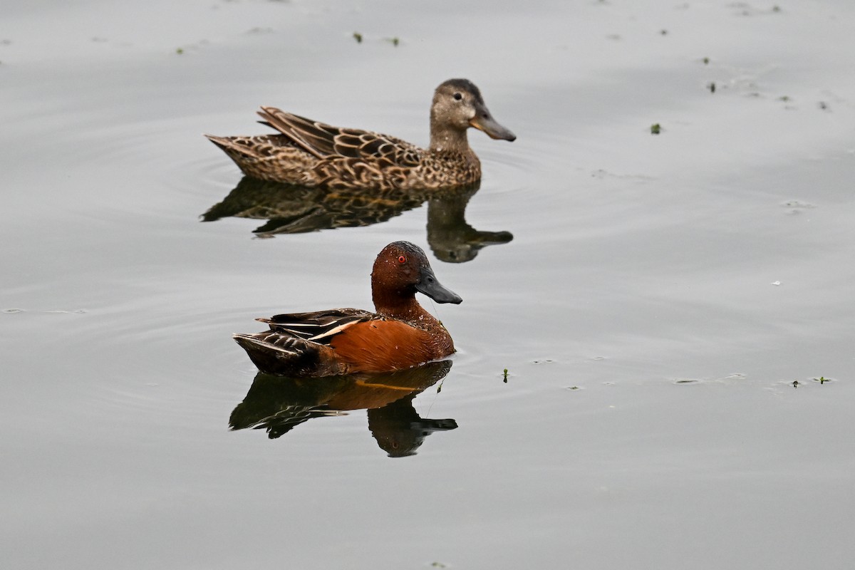 Cinnamon Teal - Maryse Neukomm