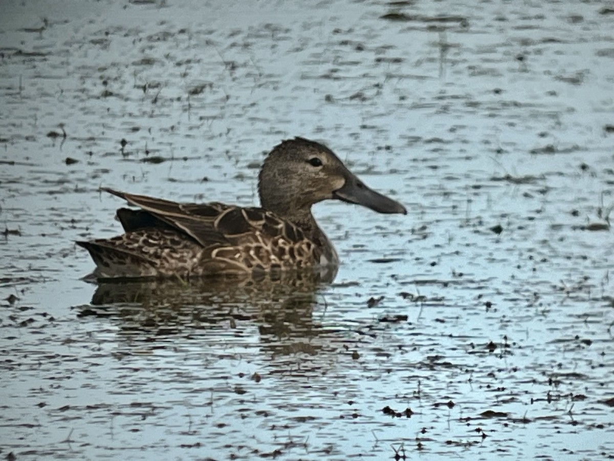 Cinnamon Teal - ML620450260