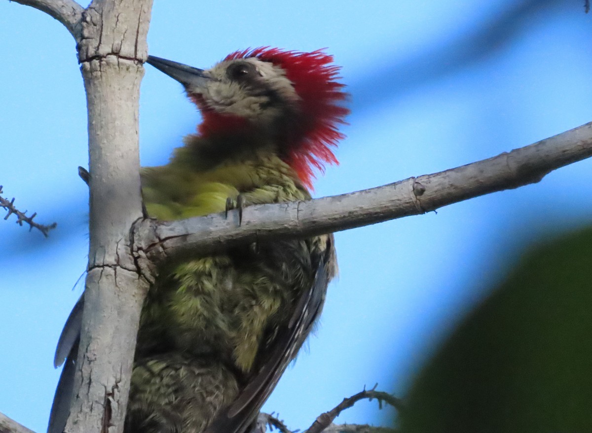 Cuban Green Woodpecker - ML620450273