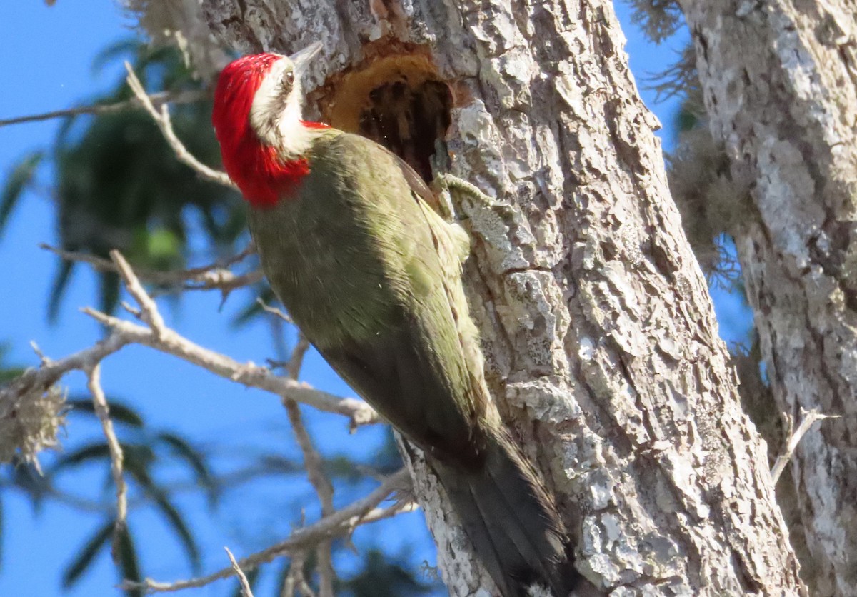 Cuban Green Woodpecker - ML620450274