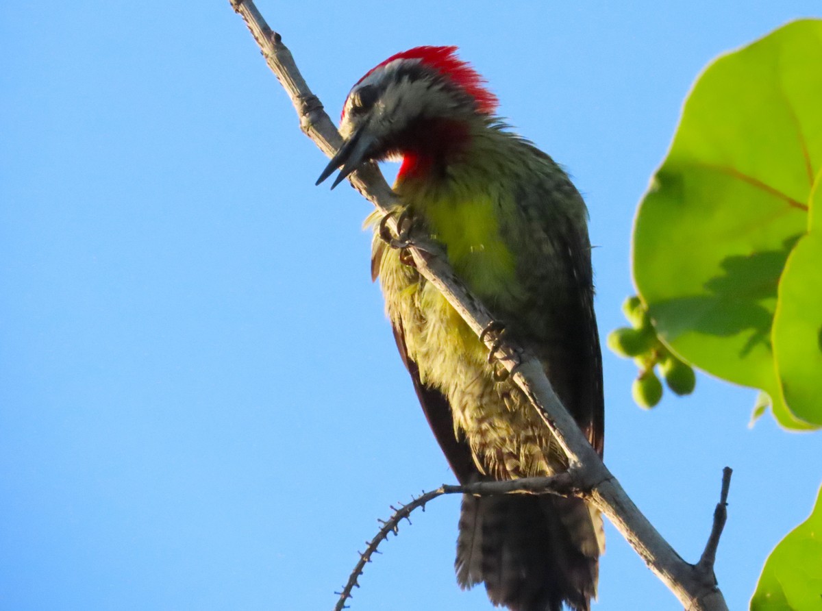 Cuban Green Woodpecker - ML620450275