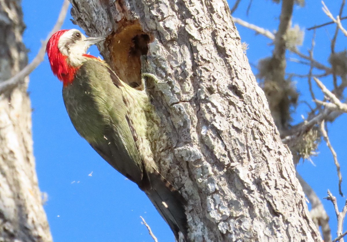 Cuban Green Woodpecker - ML620450276