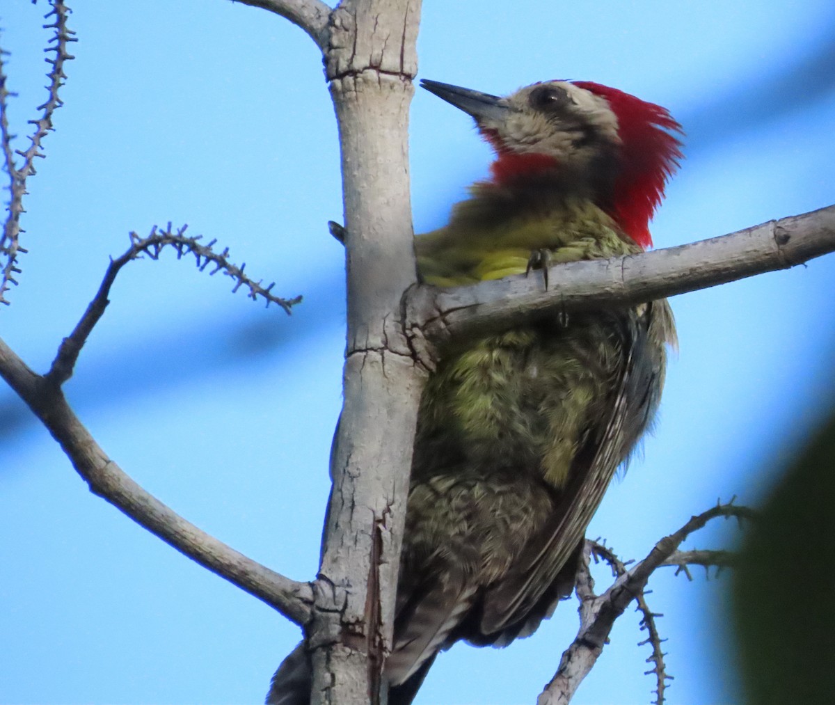 Cuban Green Woodpecker - ML620450277