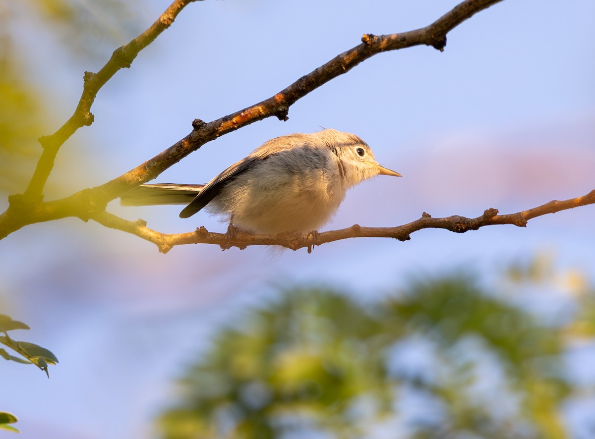 Blue-gray Gnatcatcher - ML620450279