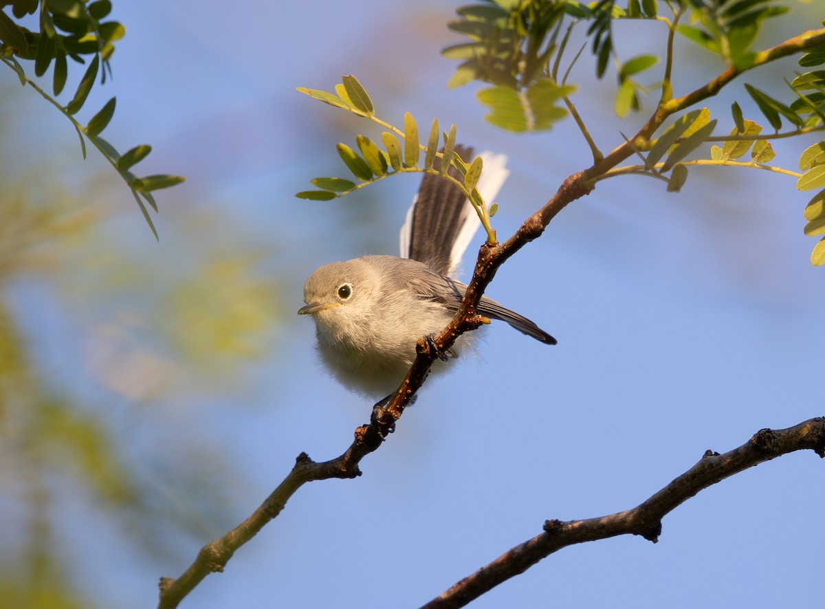 Blue-gray Gnatcatcher - ML620450280